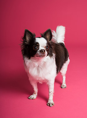 犬の写真3
