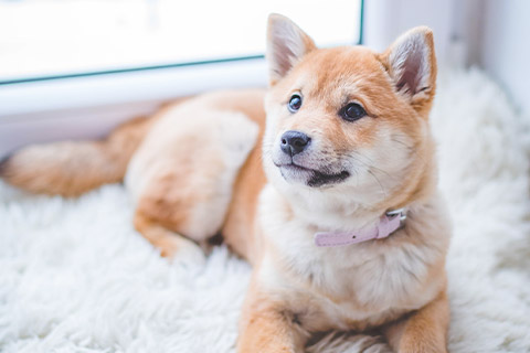 犬１