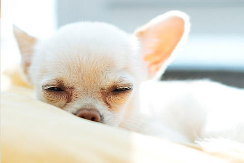 犬２