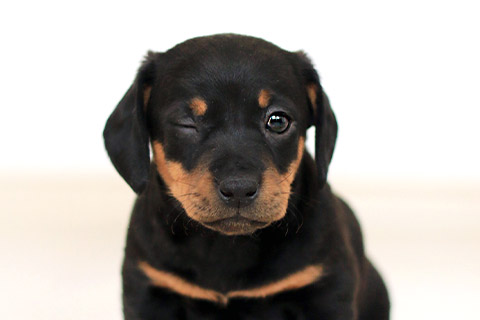 犬３