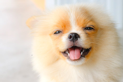 犬４