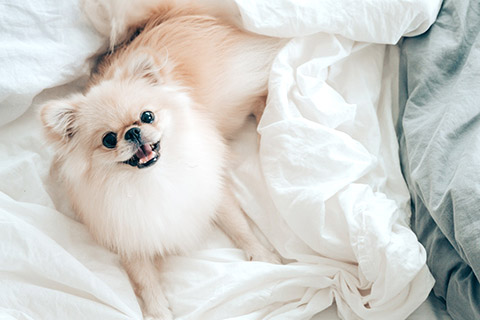 犬５