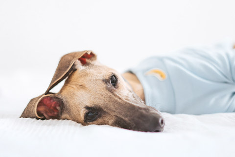 犬６